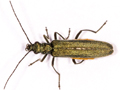 Oedemera lurida